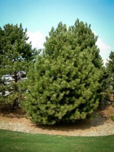 Сосна Чёрная (Pinus Nigra) купить по цене от 270.00р. в интернет-магазине «Посадика» с доставкой почтой в в Мариинске и по всей России – [изображение №1].