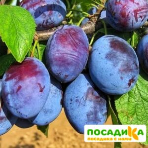 Слива Чачакская ранняя купить по цене от 229.00р. в интернет-магазине «Посадика» с доставкой почтой в в Мариинске и по всей России – [изображение №1].