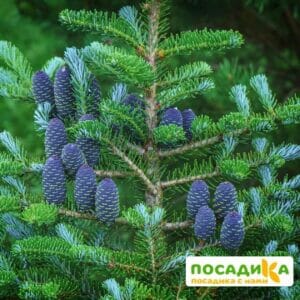 Пихта корейская (Abies koreana) купить по цене от 450.00р. в интернет-магазине «Посадика» с доставкой почтой в в Мариинске и по всей России – [изображение №1].