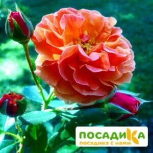 Роза Арабия купить по цене от 350.00р. в интернет-магазине «Посадика» с доставкой почтой в в Мариинске и по всей России – [изображение №1].