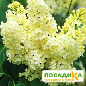 Сирень Примроуз (Primrose) купить по цене от 529.00р. в интернет-магазине «Посадика» с доставкой почтой в в Мариинске и по всей России – [изображение №1].