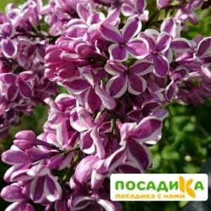 Сирень Сенсация купить по цене от 529.00р. в интернет-магазине «Посадика» с доставкой почтой в в Мариинске и по всей России – [изображение №1].