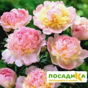 Пион Распберри Сандей (Paeonia Raspberry Sundae) купить по цене от 959р. в интернет-магазине «Посадика» с доставкой почтой в в Мариинске и по всей России – [изображение №1].