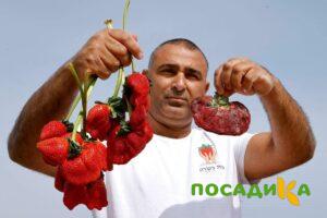 Клубника Гигант Джорнея купить по цене от 266р. в интернет-магазине «Посадика» с доставкой почтой в в Мариинске и по всей России – [изображение №1].