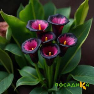 Калла Аура Лейс купить по цене от 400р. в интернет-магазине «Посадика» с доставкой почтой в в Мариинске и по всей России – [изображение №1].
