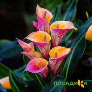 Калла Оникс купить по цене от 450р. в интернет-магазине «Посадика» с доставкой почтой в в Мариинске и по всей России – [изображение №1].