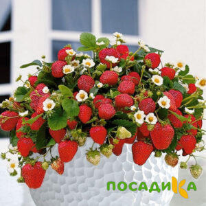 Клубника Рубиновый Шепот (горшечная) купить по цене от 240р. в интернет-магазине «Посадика» с доставкой почтой в в Мариинске и по всей России – [изображение №1].
