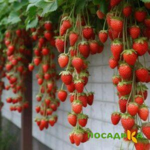Клубника вьющаяся Комплимент купить по цене от 470р. в интернет-магазине «Посадика» с доставкой почтой в в Мариинске и по всей России – [изображение №1].