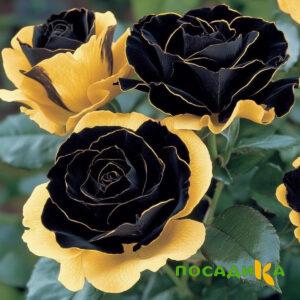 Роза Ханни Сикл купить по цене от 700р. в интернет-магазине «Посадика» с доставкой почтой в в Мариинске и по всей России – [изображение №1].