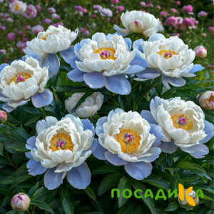 Пион акварельный Этюд купить по цене от 806р. в интернет-магазине «Посадика» с доставкой почтой в в Мариинске и по всей России – [изображение №1].