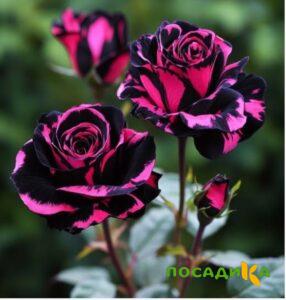 Роза Багровый Шепот купить по цене от 366р. в интернет-магазине «Посадика» с доставкой почтой в в Мариинске и по всей России – [изображение №1].