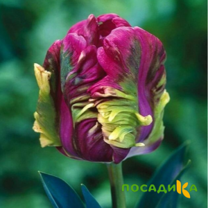 Тюльпан Экзотик Хэвен купить по цене от 186р. в интернет-магазине «Посадика» с доставкой почтой в в Мариинске и по всей России – [изображение №1].
