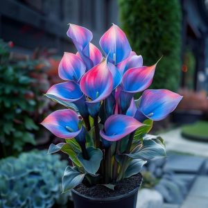 Калла Импрессия купить по цене от 590р. в интернет-магазине «Посадика» с доставкой почтой в в Мариинске и по всей России – [изображение №1].